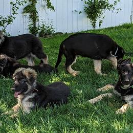 German Shepherd puppies from Aljan v. Pashen Kennels