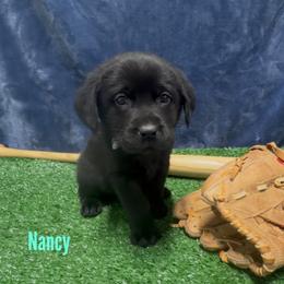 Nancy - Black female Labrador Retriever puppy in Farmington, Missouri from Granite Creek Kennel