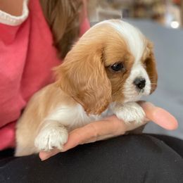 Tinsel - Blenheim female Cavalier King Charles Spaniel puppy in Phoenix, Arizona from Larisa's Cavaliers