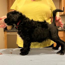 Rosa - Black and white female Portuguese Water Dog puppy in Mc Henry, Illinois from Pastor dePeixes