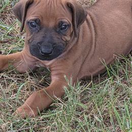Canute - Rd whtn blk nose male Rhodesian Ridgeback puppy in Gaffney, South Carolina from Circle D Farms