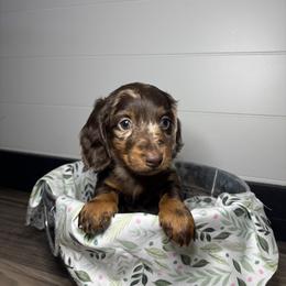 Dachshund, Shih Tzu, and Yorkshire Terrier Puppies from Happy Hounds and More🐾