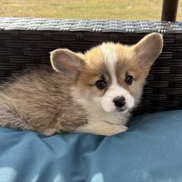 Boy 4 - Red male Pembroke Welsh Corgi puppy in White Sulfur Springs, Montana from Montana Shorties