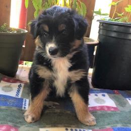 Australian Shepherd Puppies from Black Canyon Corral Aussies