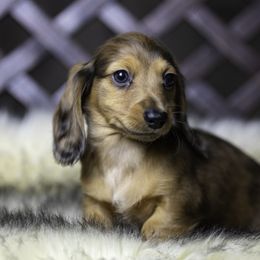 Dachshund Puppies from Dachsy