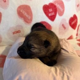 No Collar Sable Girl - Sable female German Shepherd puppy in Kissimmee, Florida from Pray Love Shepherd Kennels