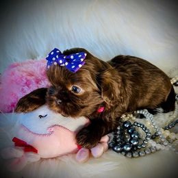 Shih Tzu Puppies from Savage Elegance Texas