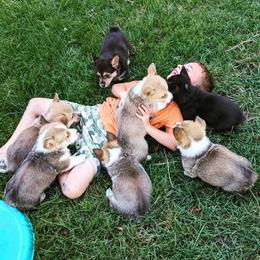 Pembroke Welsh Corgi Puppies from O-Joy Pembroke Welsh Corgis