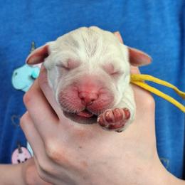 Love U - Yellow female Labrador Retriever puppy in Martinsburg, West Virginia from Fetching Labrador Retrievers