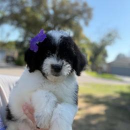 Justine - Parti female Goldendoodle puppy in Jacksonville, Florida from Dandelion Doodles