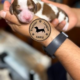 Dachshund Puppies from Premier League Paws