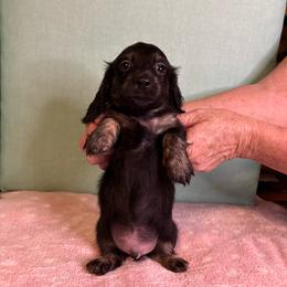 Gray boy - Black male Dachshund puppy in Live Oak, Florida from The Weenie Herd Mom