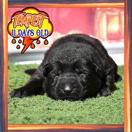 TEMPEST - Black female German Shepherd puppy in Murrieta, California from Diamond Oaks German Shepherds