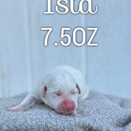 Isla - Yellow female Labrador Retriever puppy in Puyallup, Washington from 12 Door Farm Labradors