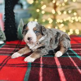 Bernedoodle Puppies from SR. Doodle pupps