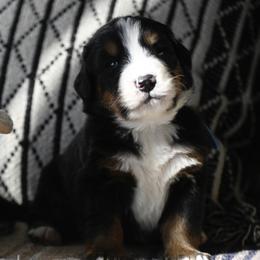 Blue Collar Boy - Black tan and white male Bernese Mountain Dog puppy in Loveland, Colorado from Grateful Bernese & Gage's Goldens
