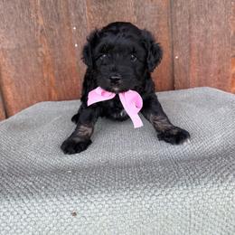 Sporty - Black and white female Aussiedoodle puppy in Eastland, Texas from H5 Mini Doodles