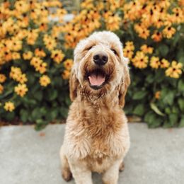 Penny - Goldendoodle