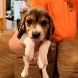 Girl 1 - Blue tan and white female Beagle puppy in Plainfield, Wisconsin from I Wanna Hunt Too