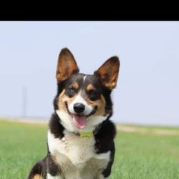 BB - Blue female Pembroke Welsh Corgi puppy in Ocala, Florida from Dolan Farms Corgis