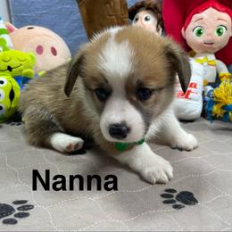 Nanna - Sable female Pembroke Welsh Corgi puppy in Apison, Tennessee from Ashmore Corgis