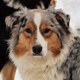 Dream - Australian Shepherd