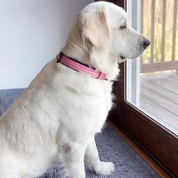 Beckett - Golden Retriever