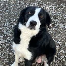 Sorrell - Border Collie