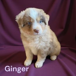 Ginger - Red merle female Miniature Australian Shepherd puppy in Mountainburg, Arkansas from Stonehill Aussies