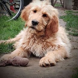 Black boy - Cream Goldendoodle puppy in Riggins, Idaho from Deep Canyon Puppies