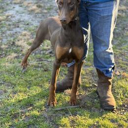Chaos - Red and rust male Doberman Pinscher puppy in Ludowici, Georgia from Royal Destiny Kennels