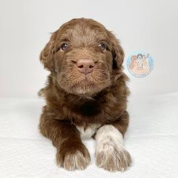 Aussiedoodle and Goldendoodle Puppies from Dandy Doodle Ranch
