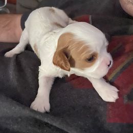 Cavalier King Charles Spaniel Puppies from Christina’s Cavaliers