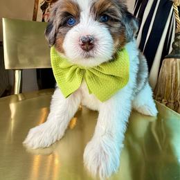 Green - Merle male Bernedoodle puppy in Curtice, Ohio from The Pink Doghouse