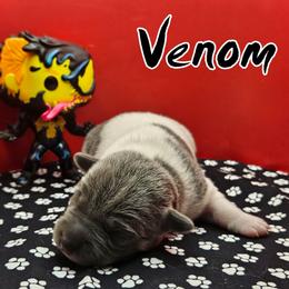 Venom - Blue white and tan male Rat Terrier puppy in Lynn, Alabama from Cryptic Rat Terriers