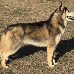 Storm - Black and white male Siberian Husky puppy in Loudon, Tennessee from Kristari Siberians