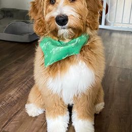 Goldendoodle Puppies from Ruby's Kit & Ka'Doodles