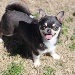 Calypso - Chihuahua