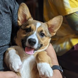 Cocker Spaniel and Pembroke Welsh Corgi Puppies from Sunflower Farms