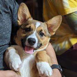 Cocker Spaniel and Pembroke Welsh Corgi Puppies from Sunflower Farms