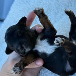 AKC Chestnut - Male - Clear DNA Tested OFA parentage - Phantom male Poodle puppy in Tampa, Florida from The Sweet Life of a Toy Poodle