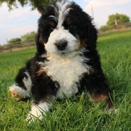 Bernedoodle and Goldendoodle Puppies from High Mesa Doodles