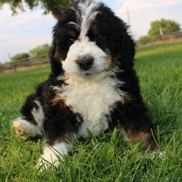 Bernedoodle and Goldendoodle Puppies from High Mesa Doodles