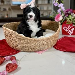 Pink collar - Black and white female Bernedoodle puppy in Indiahoma, Oklahoma from Farm Fresh Doodles