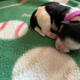 Shih Tzu Puppies from Judy's Shih Tzus