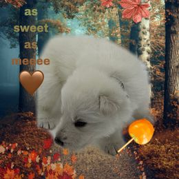 Mr. Brown Collar - White male German Shepherd puppy in Granite City, Illinois from Devon Rugerio's German Shepherds