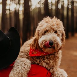 Labradoodle All Grown Up from Faulkner Doodles