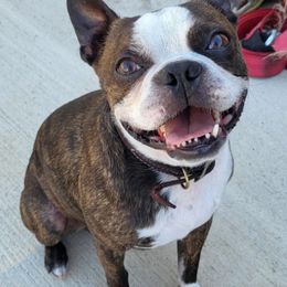 Boston Terriers from Charlie Chaplin Jr. Boston Terriers