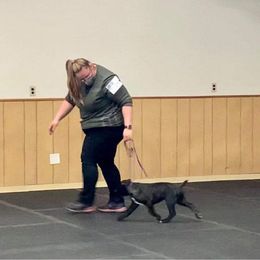 Cane Corso Puppies from Reliance Cane Corso