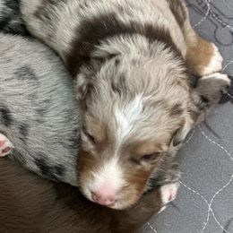 Boy 4 - Red merle Australian Shepherd puppy in Marshall, Virginia from Aussie Tales Farm